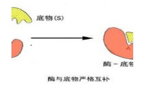 催化新材料-生物催化剂